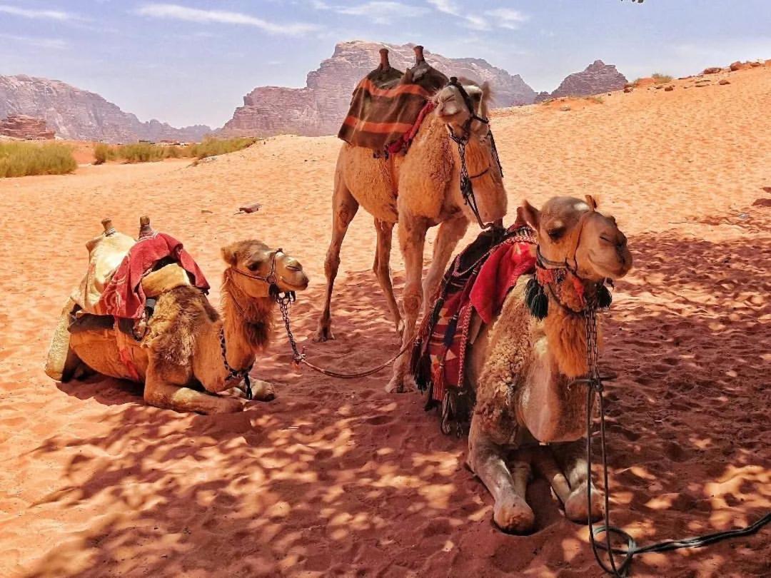 Bedouin Memories Camp Bed & Breakfast Wadi Rum Exterior foto